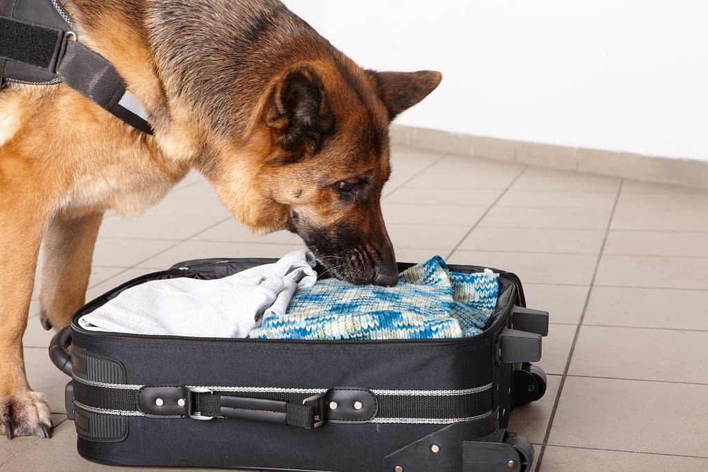 Dog Sniffing a Suitcase